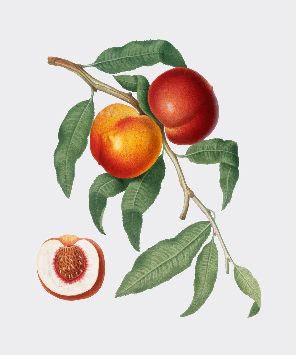Walnut Peach from Pomona Italiana illustration