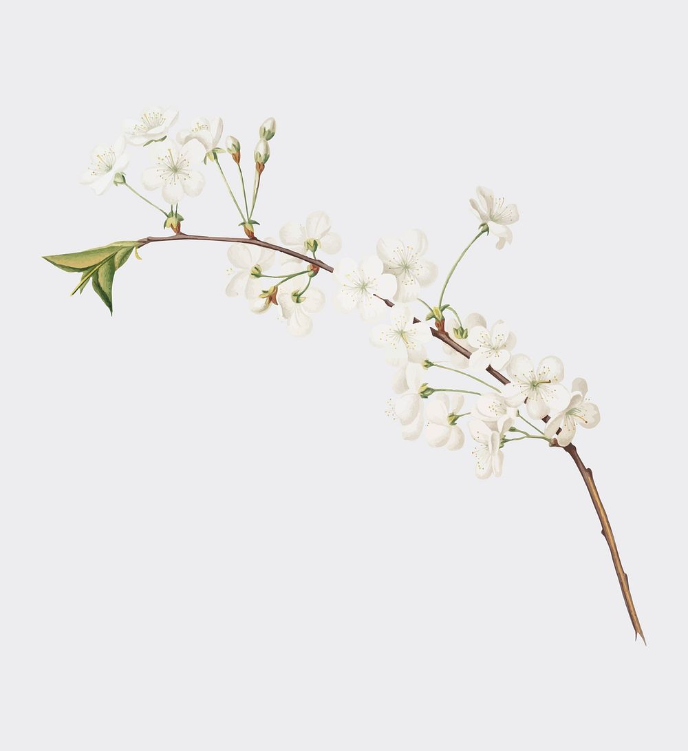 Amarena cherry flower from Pomona Italiana (1817 - 1839) by Giorgio Gallesio (1772-1839). Original from New York public…