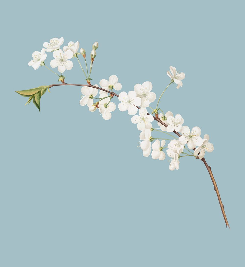 Amarena cherry flower from Pomona Italiana illustration