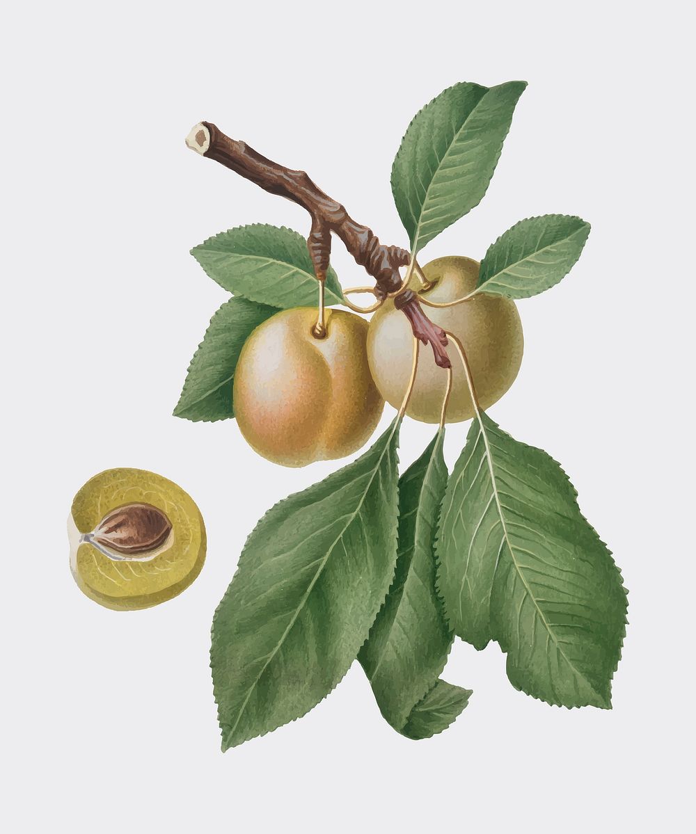 Prune from Pomona Italiana (1817-1839) by Giorgio Gallesio (1772-1839). Original from New York public library. Digitally…