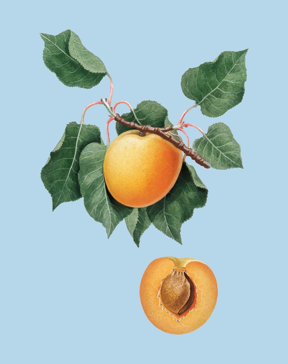 German Apricot from Pomona Italiana illustration