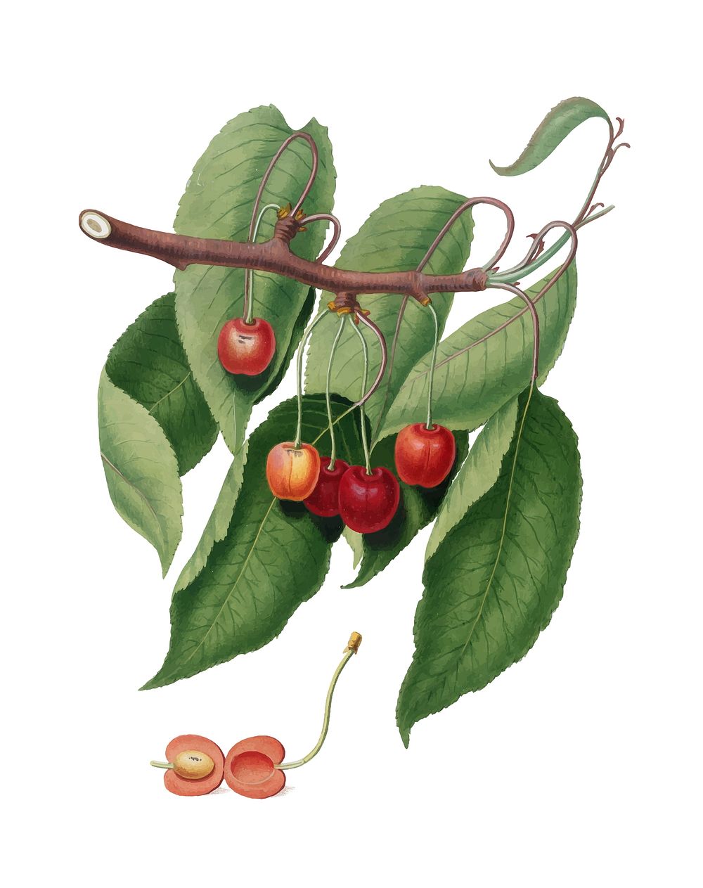 Cherry from Pomona Italiana (1817 - 1839) by Giorgio Gallesio (1772-1839). Original from New York public library. Digitally…
