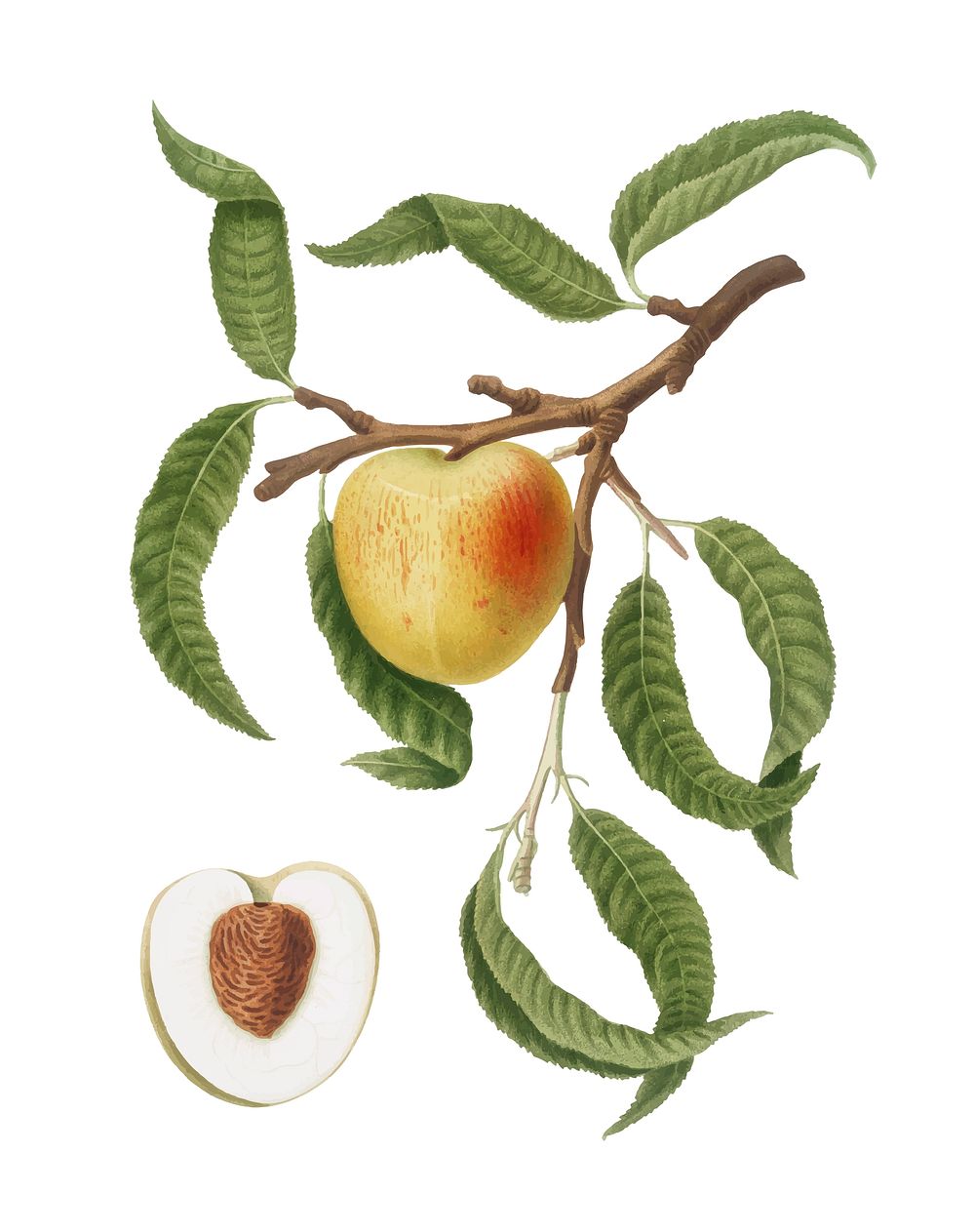 Peach from Pomona Italiana (1817-1839) by Giorgio Gallesio (1772-1839). Original from New York public library. Digitally…