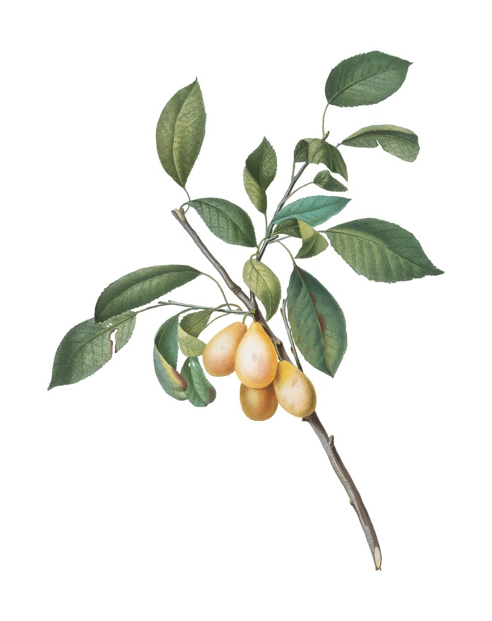 Plum from Pomona Italiana (1817-1839) by Giorgio Gallesio (1772-1839). Original from New York public library. Digitally…