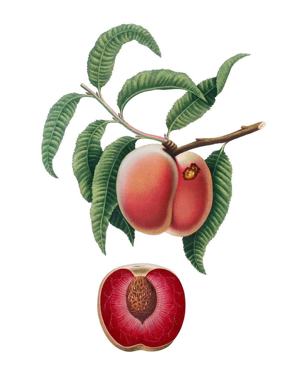 Carrot Peach from Pomona Italiana (1817-1839) by Giorgio Gallesio (1772-1839). Original from New York public library.…