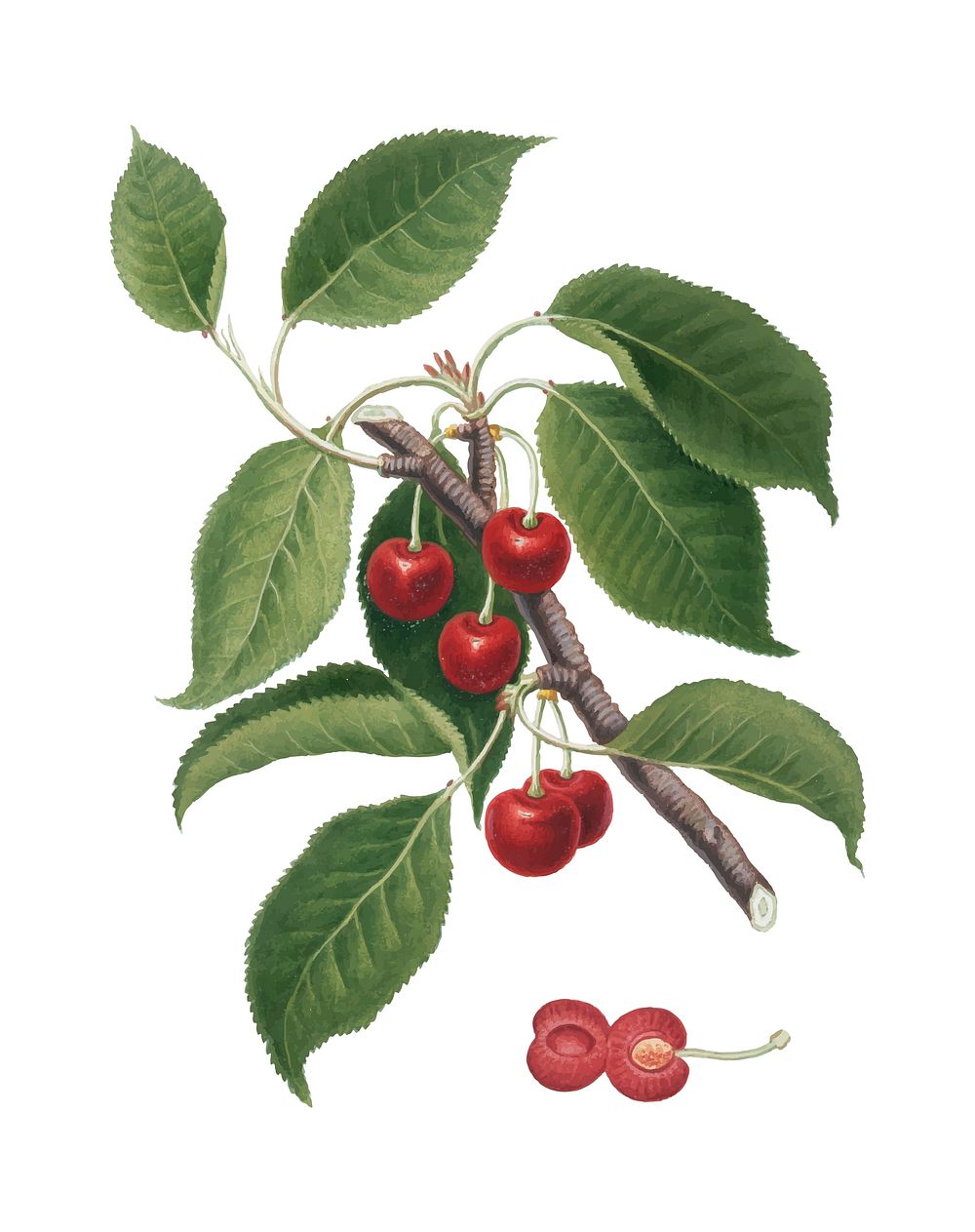 Sour Cherry from Pomona Italiana (1817 - 1839) by Giorgio Gallesio (1772-1839). Original from New York public library.…