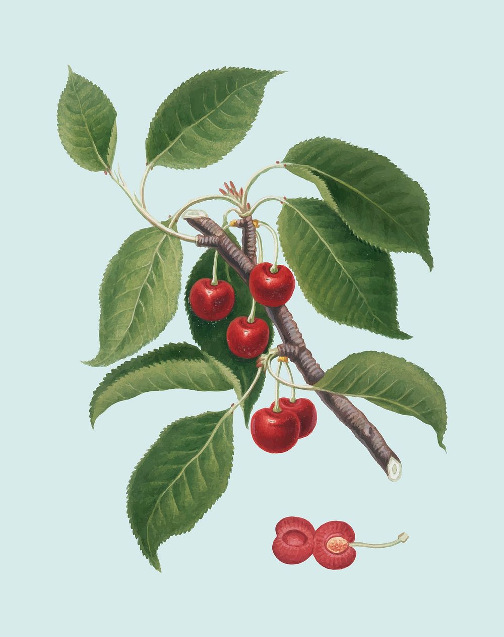 Sour Cherry from Pomona Italiana (1817 - 1839) by Giorgio Gallesio (1772-1839). Original from New York public library.…