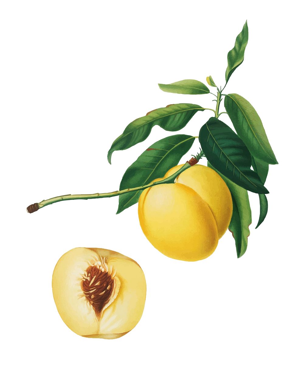Yellow Apricot from Pomona Italiana (1817-1839) by Giorgio Gallesio (1772-1839). Original from New York public library.…