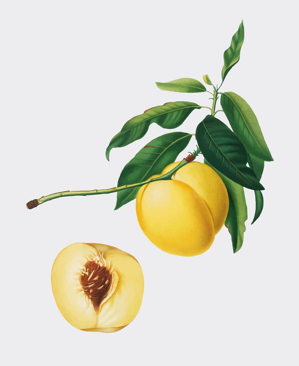 Yellow Apricot from Pomona Italiana illustration