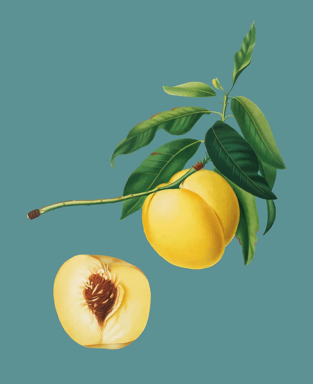 Yellow Apricot from Pomona Italiana illustration