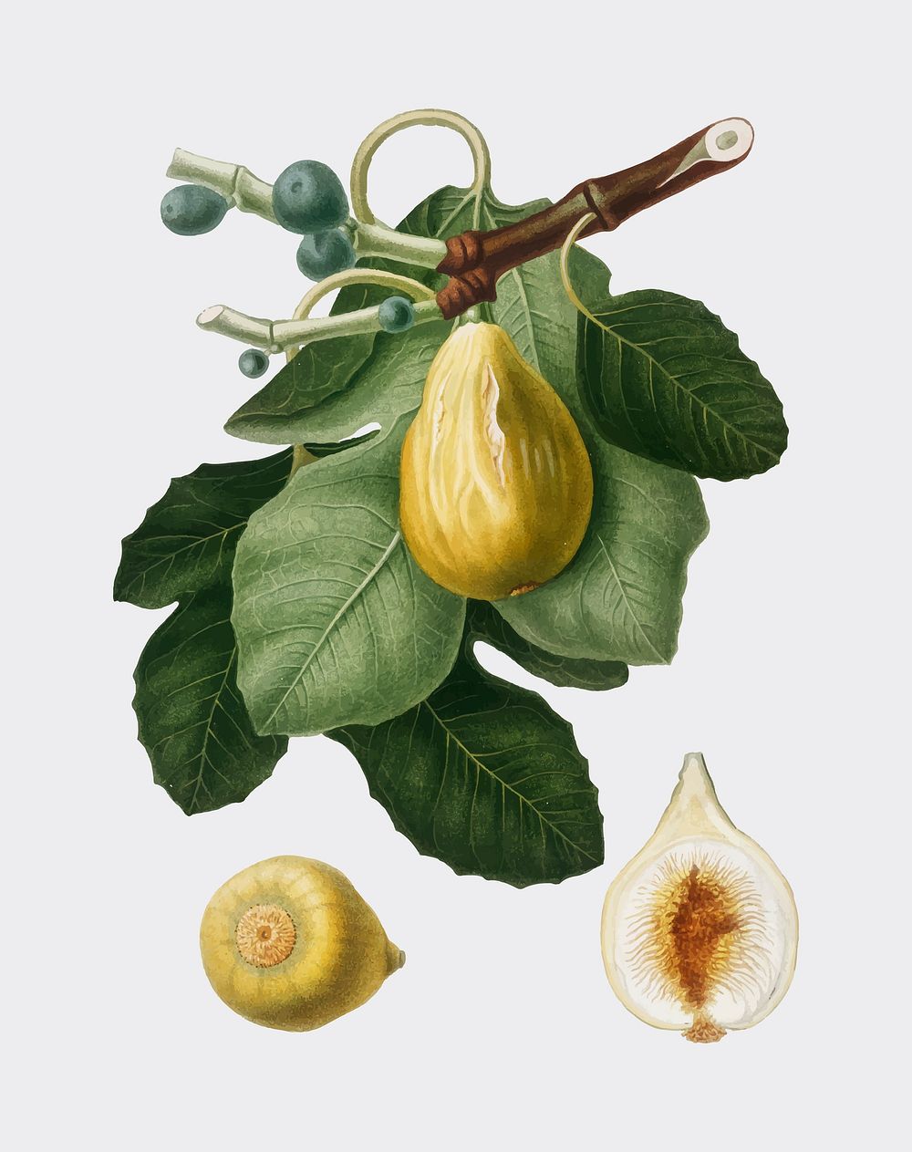 Common Fig from Pomona Italiana (1817-1839) by Giorgio Gallesio (1772-1839). Original from New York public library.…