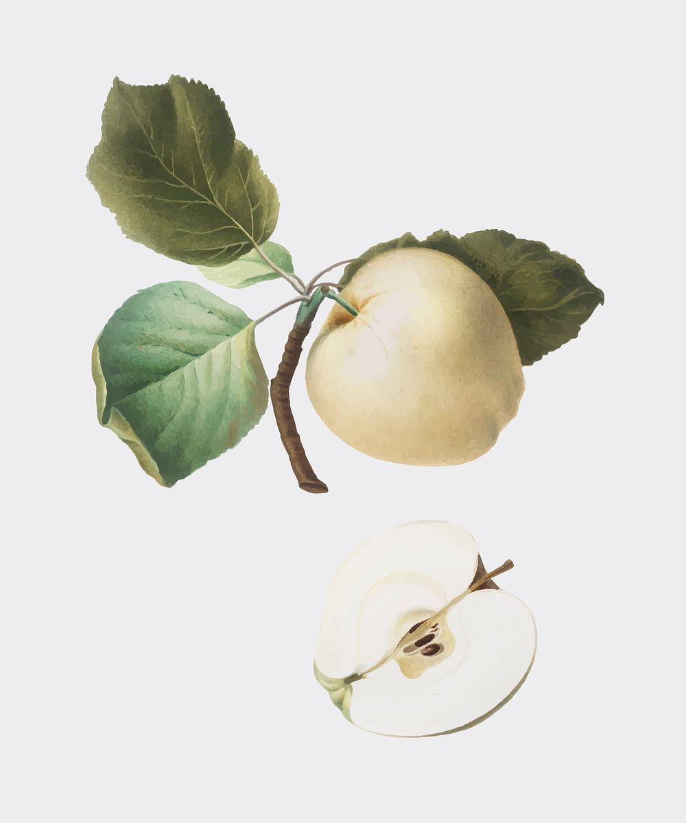 Astracan Apple from Pomona Italiana (1817-1839) by Giorgio Gallesio (1772-1839). Original from New York public library.…