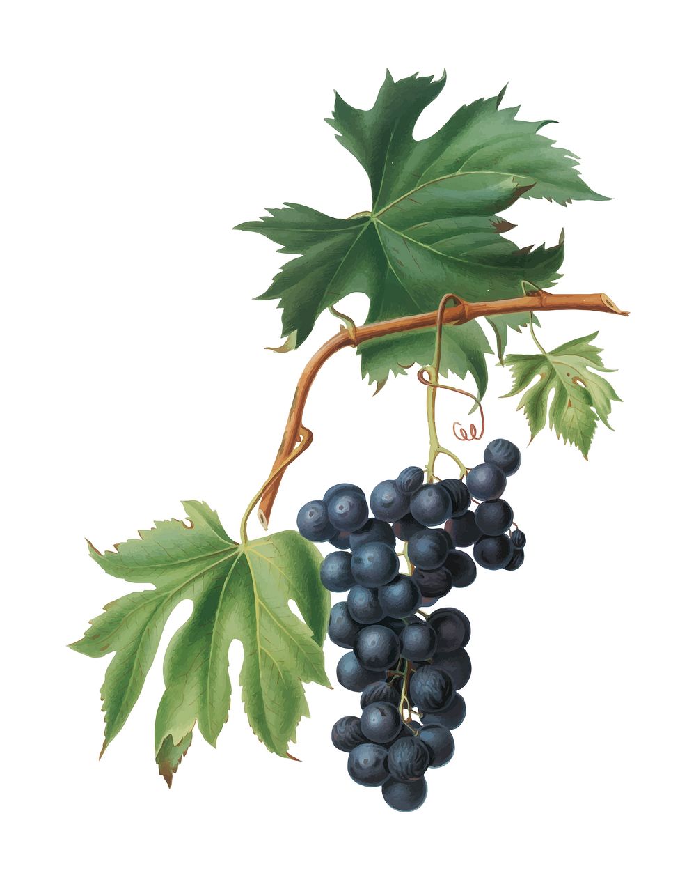 Brachetto grape from Pomona Italiana (1817 - 1839) by Giorgio Gallesio (1772-1839). Original from New York public library.…