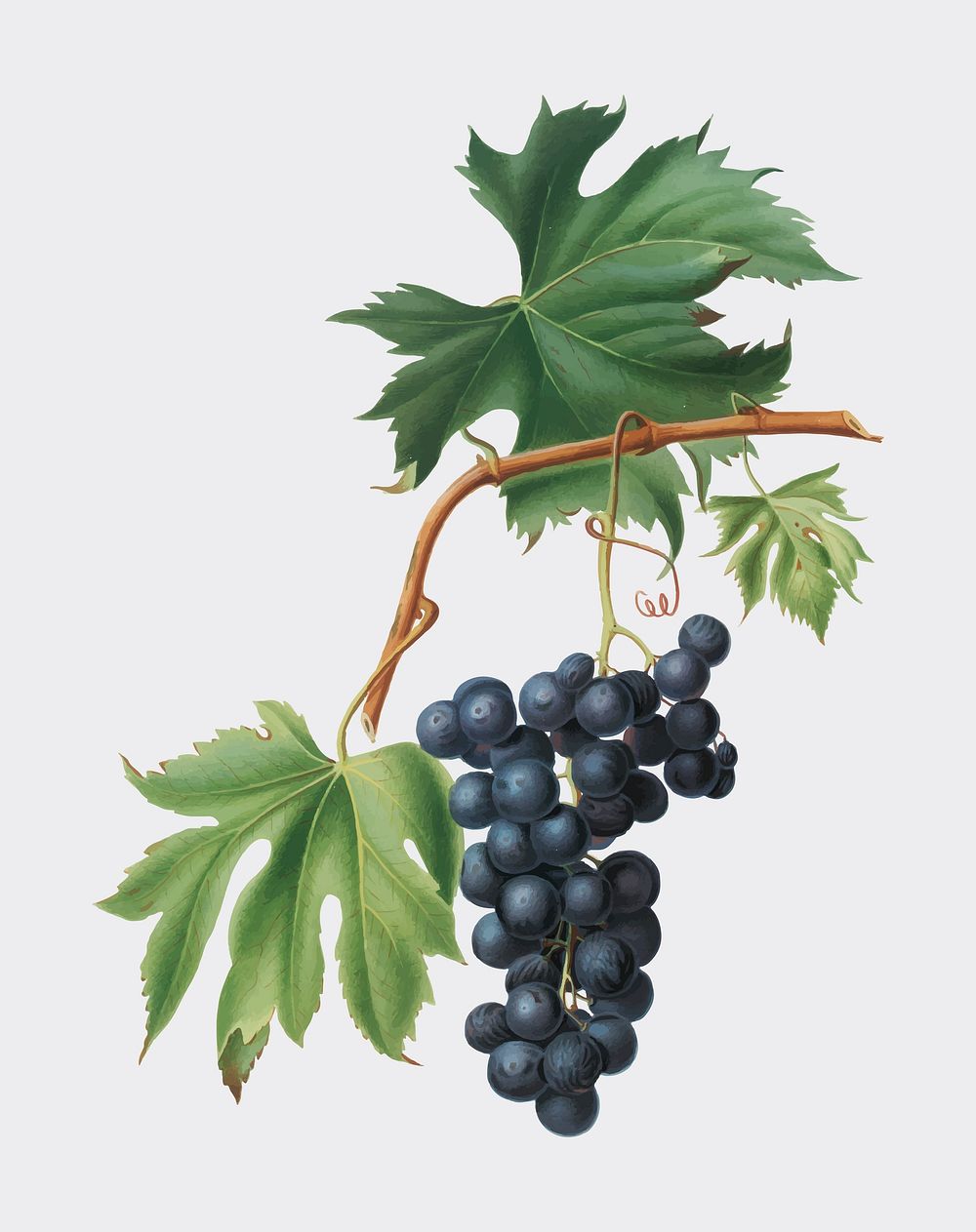Brachetto grape from Pomona Italiana (1817 - 1839) by Giorgio Gallesio (1772-1839). Original from New York public library.…