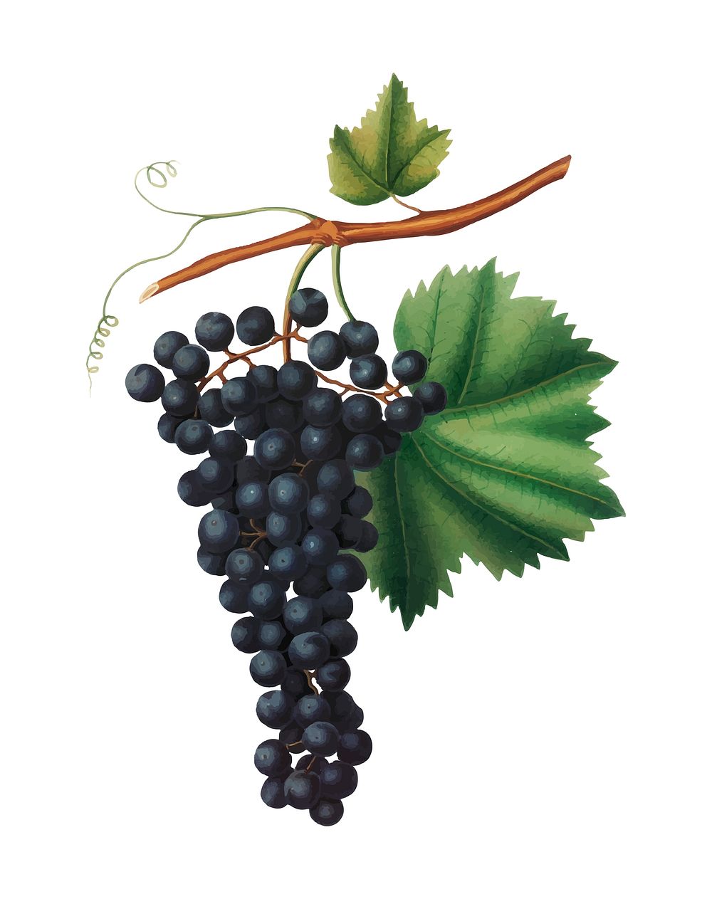 Berzemina grape from Pomona Italiana (1817 - 1839) by Giorgio Gallesio (1772-1839). Original from New York public library.…