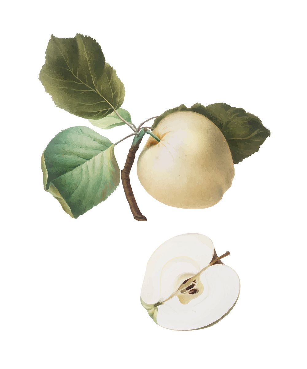 Astracan Apple from Pomona Italiana (1817-1839) by Giorgio Gallesio (1772-1839). Original from New York public library.…