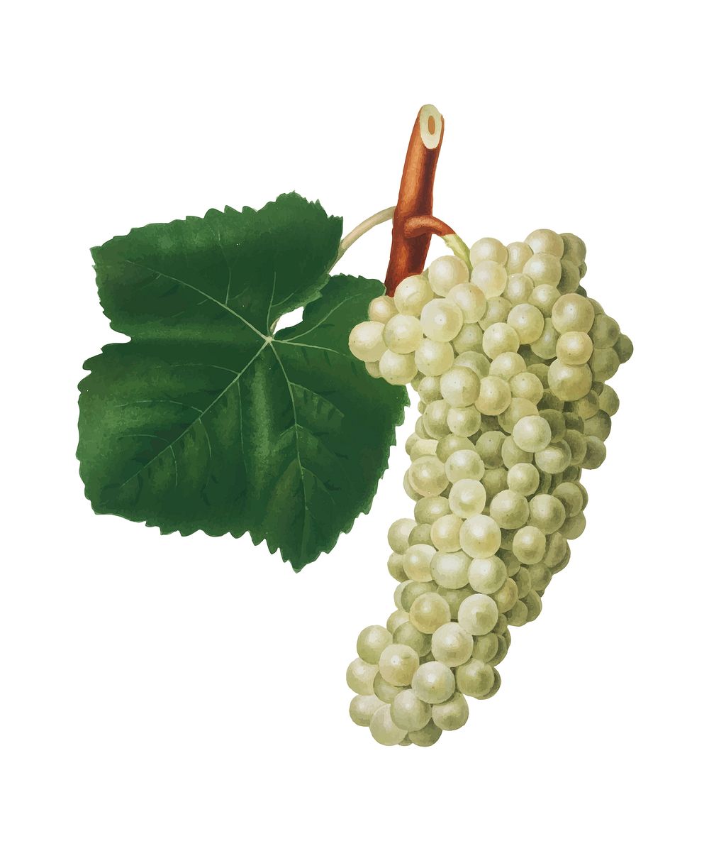 White Grape from Pomona Italiana (1817 - 1839) by Giorgio Gallesio (1772-1839). Original from New York public library.…