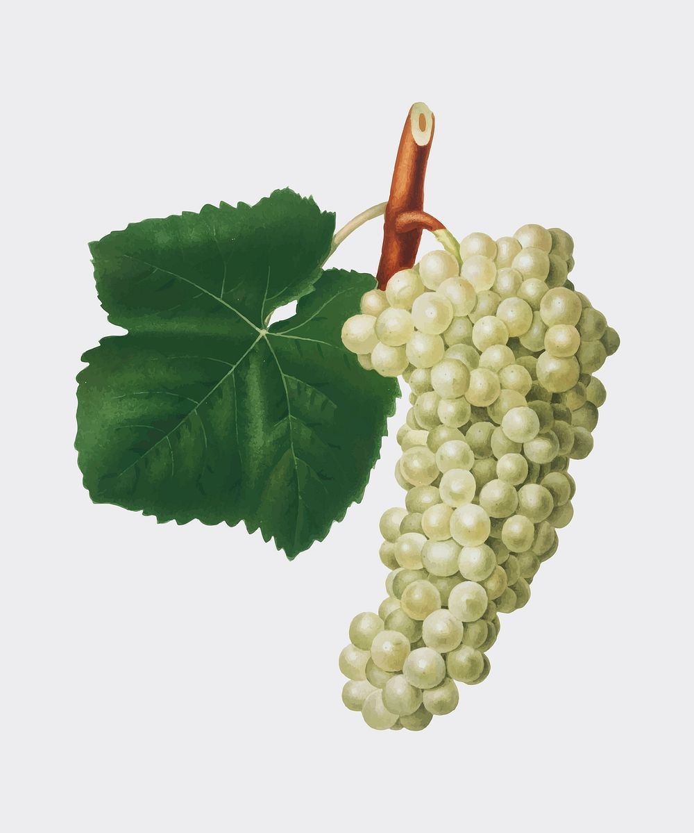 White Grape from Pomona Italiana (1817 - 1839) by Giorgio Gallesio (1772-1839). Original from New York public library.…