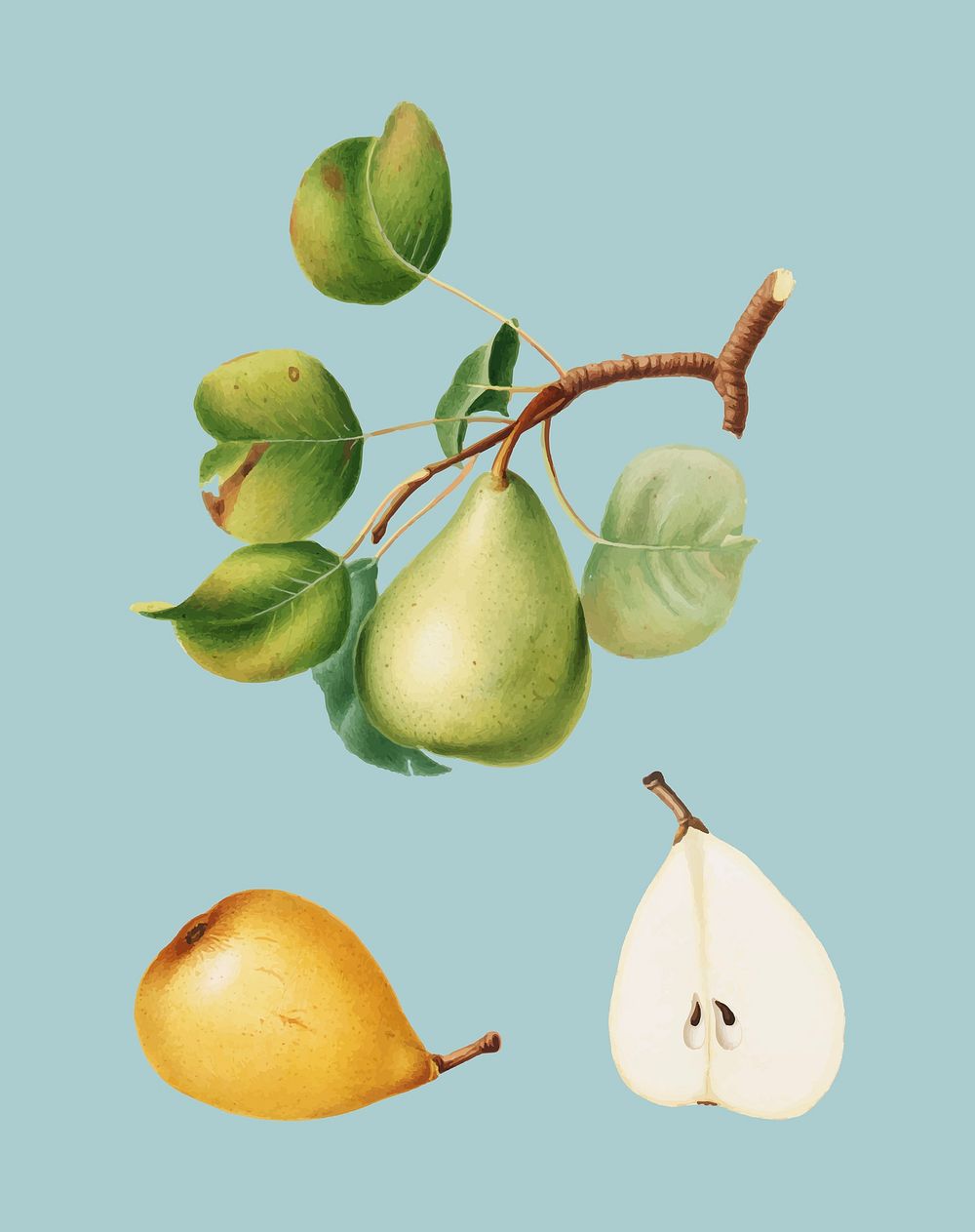Pear from Pomona Italiana illustration