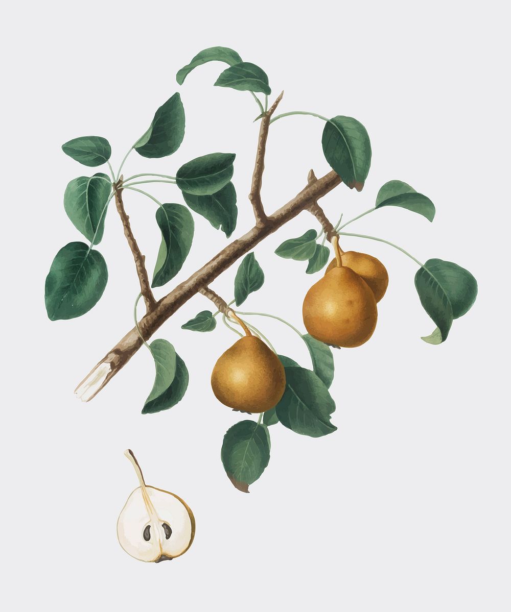 Seckel pear from Pomona Italiana (1817-1839) by Giorgio Gallesio (1772-1839). Original from New York public library.…