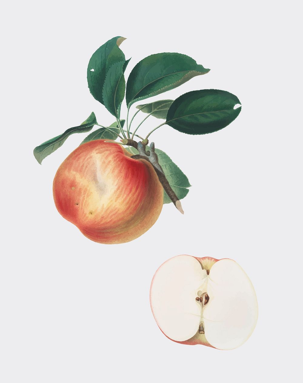 Apple from Pomona Italiana (1817-1839) by Giorgio Gallesio (1772-1839). Original from New York public library. Digitally…