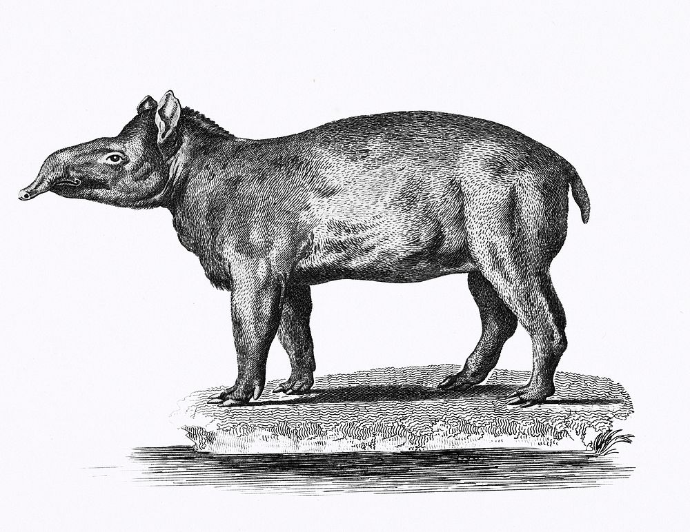 Illustration of Tapir from Zoological lectures delivered at the Royal institution in the years 1806-7 illustrated by George…