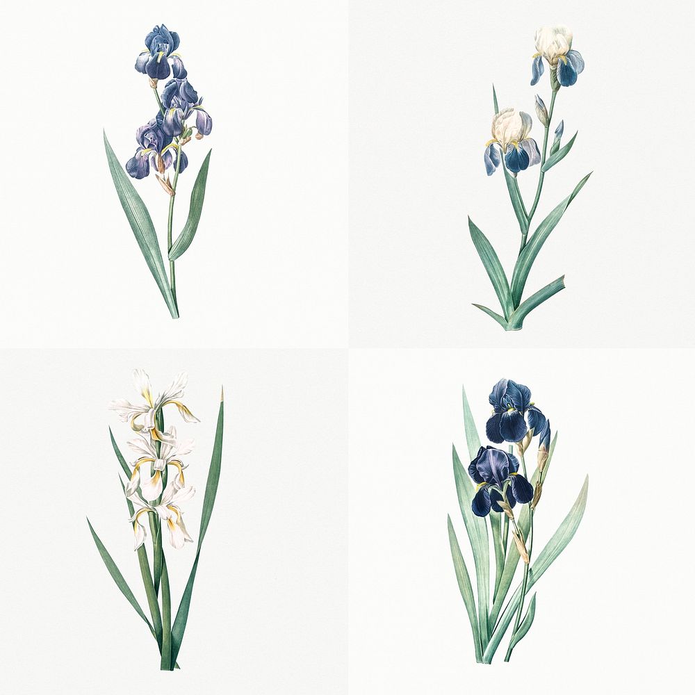 Vintage Illustration of Set of iris