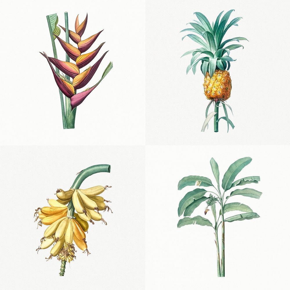 Vintage Illustration of Set of tropical plant