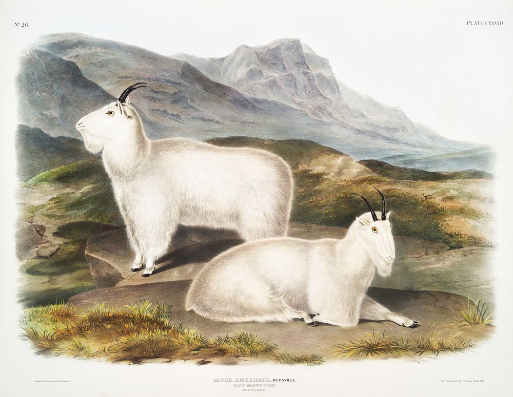Rocky Mountain Goat (Capra Americana) from the viviparous quadrupeds of North America (1845) illustrated by John Woodhouse…