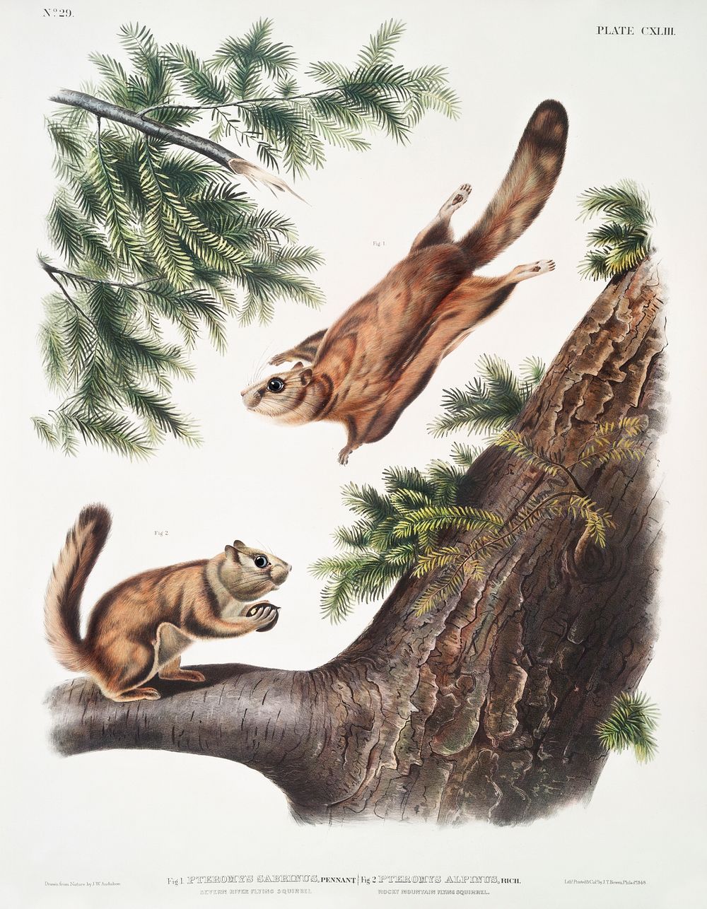 Severn River Flying Squirrel (Pteromys sabrinus) and Rocky Mountain Squirrel (Pteromys alpinus) from the viviparous…