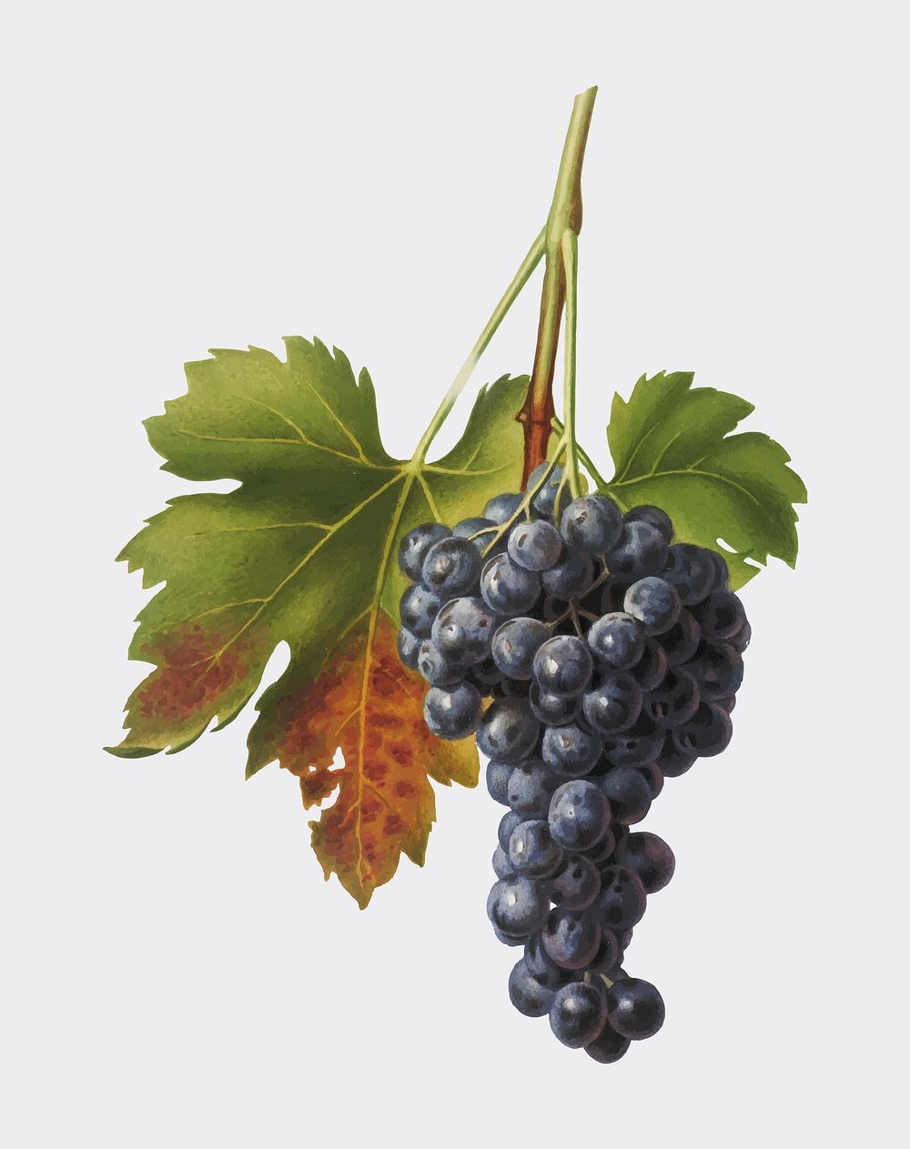 Raisin grape from Pomona Italiana (1817 - 1839) by Giorgio Gallesio (1772-1839). Original from New York public library.…