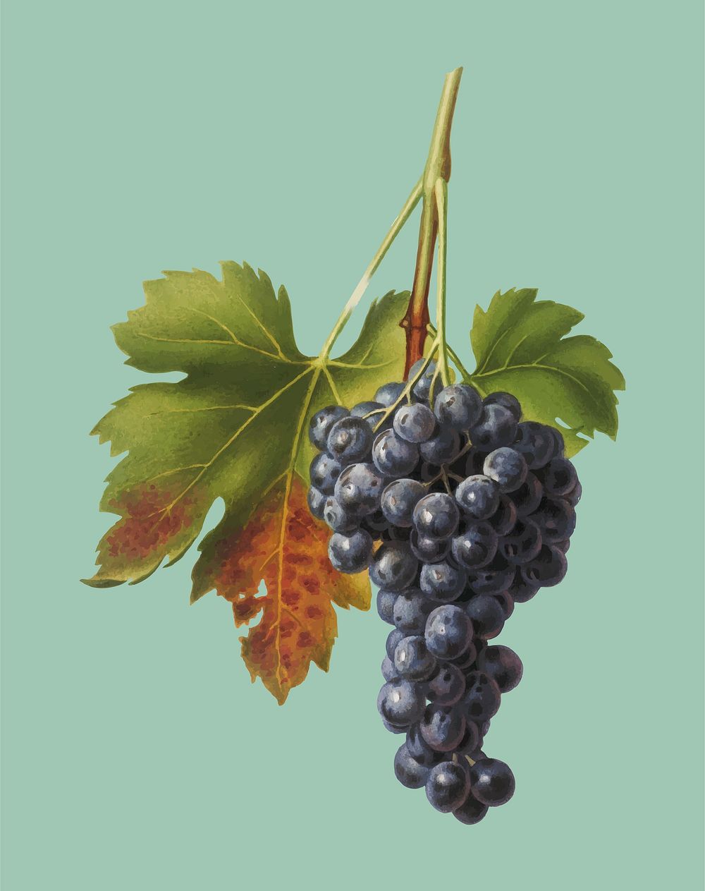 Raisin grape from Pomona Italiana (1817 - 1839) by Giorgio Gallesio (1772-1839). Original from New York public library.…