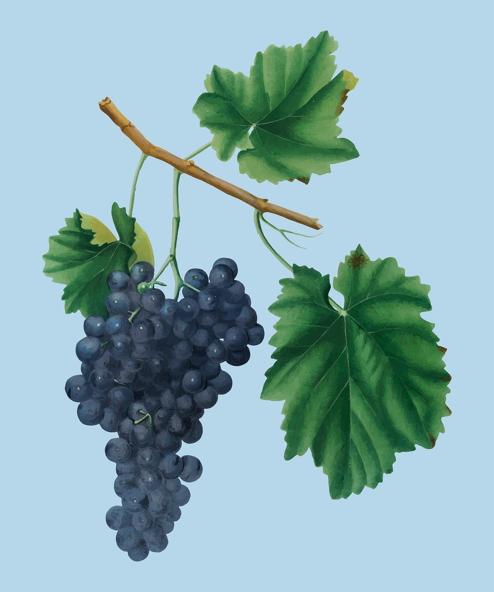 Lacrima grapes from Pomona Italiana (1817 - 1839) by Giorgio Gallesio (1772-1839). Original from New York public library.…