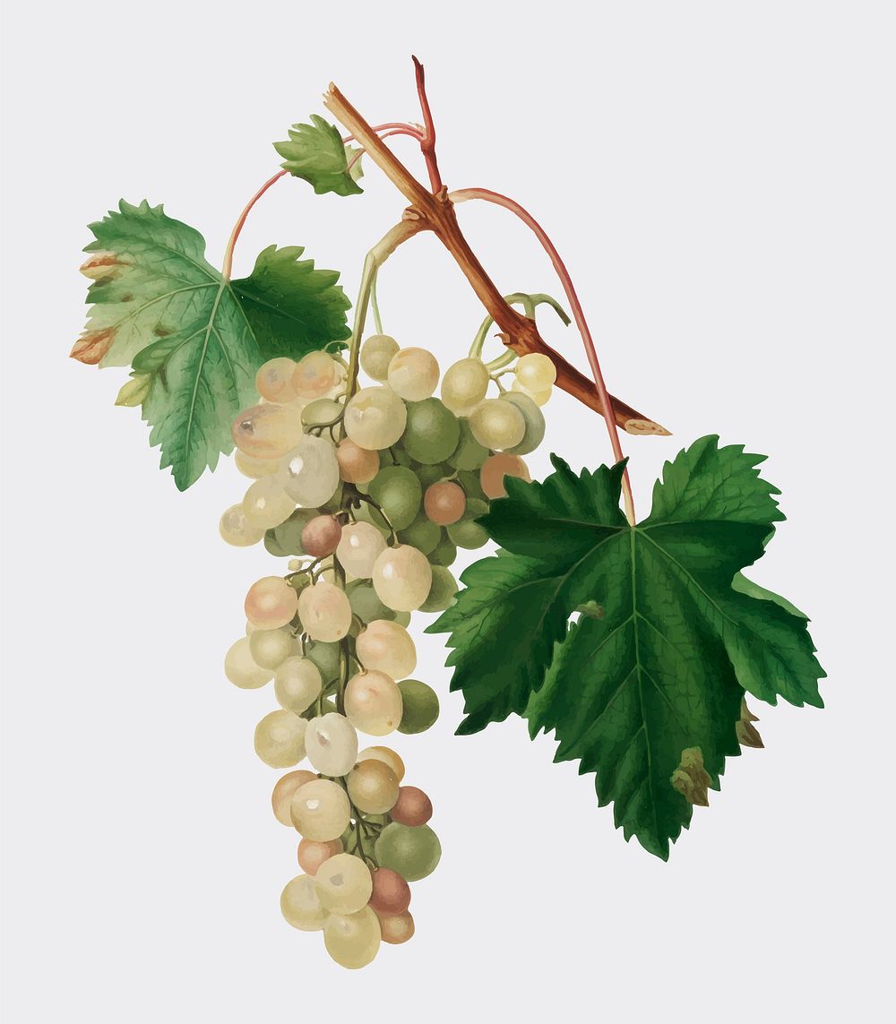 Muscat grape from Pomona Italiana illustration