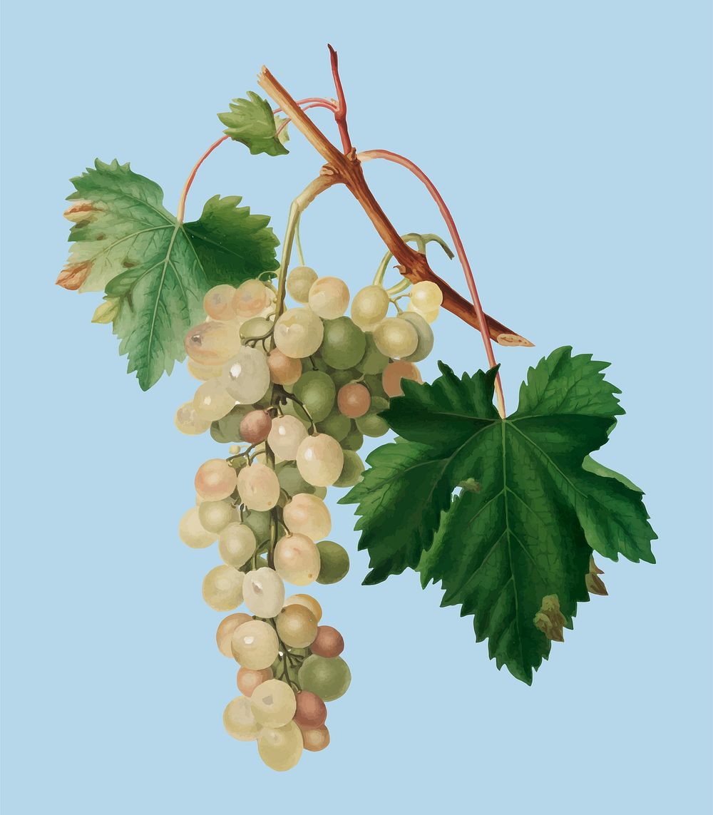 Muscat grape from Pomona Italiana (1817 - 1839) by Giorgio Gallesio (1772-1839). Original from New York public library.…