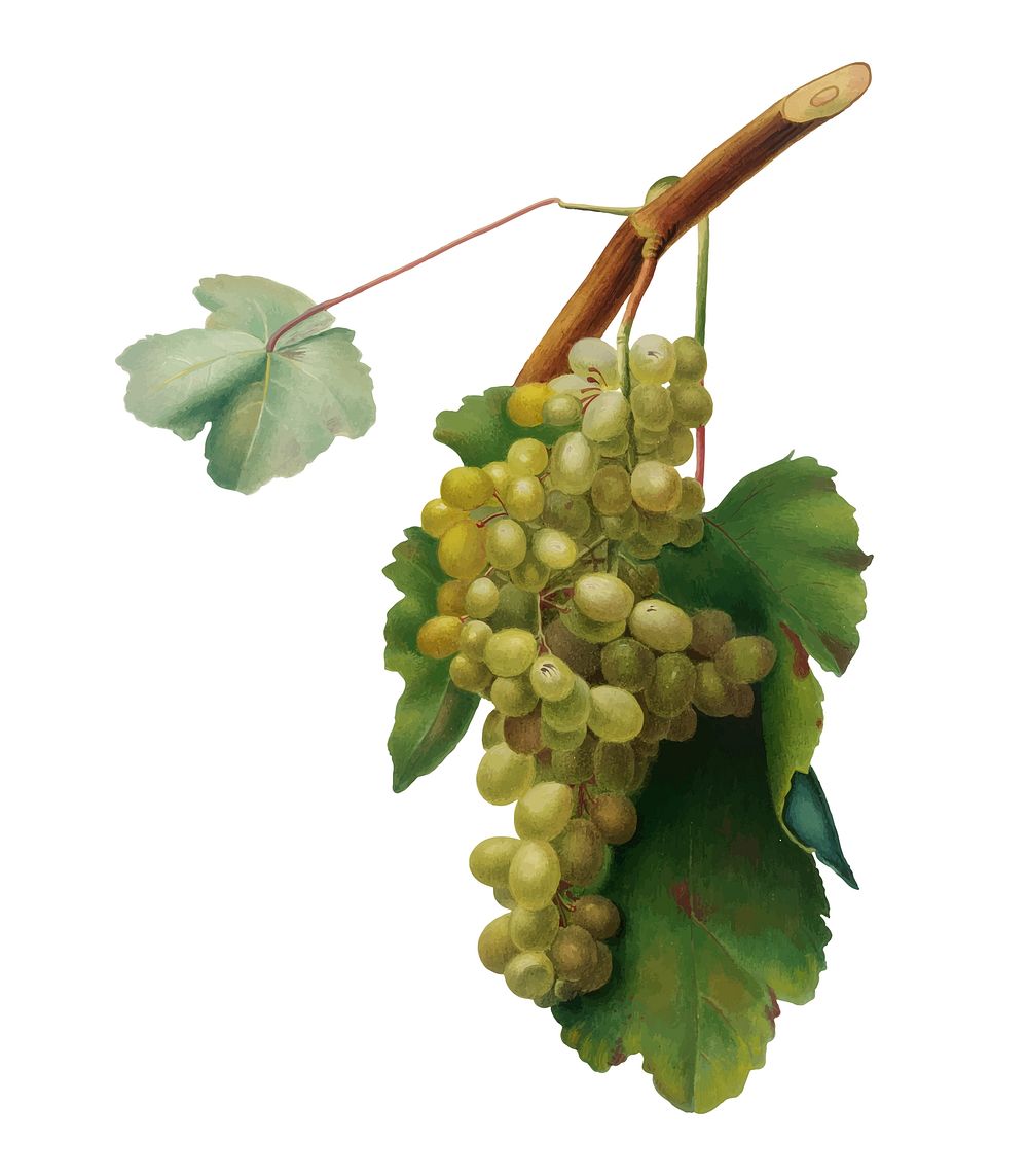 Grape vine from Pomona Italiana (1817 - 1839) by Giorgio Gallesio (1772-1839). Original from New York public library.…