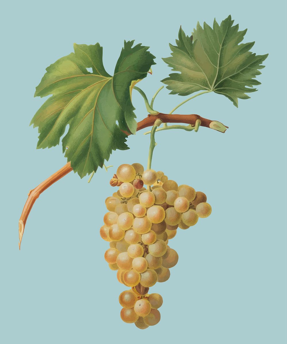 Grape vine from Pomona Italiana (1817 - 1839) by Giorgio Gallesio (1772-1839). Original from New York public library.…