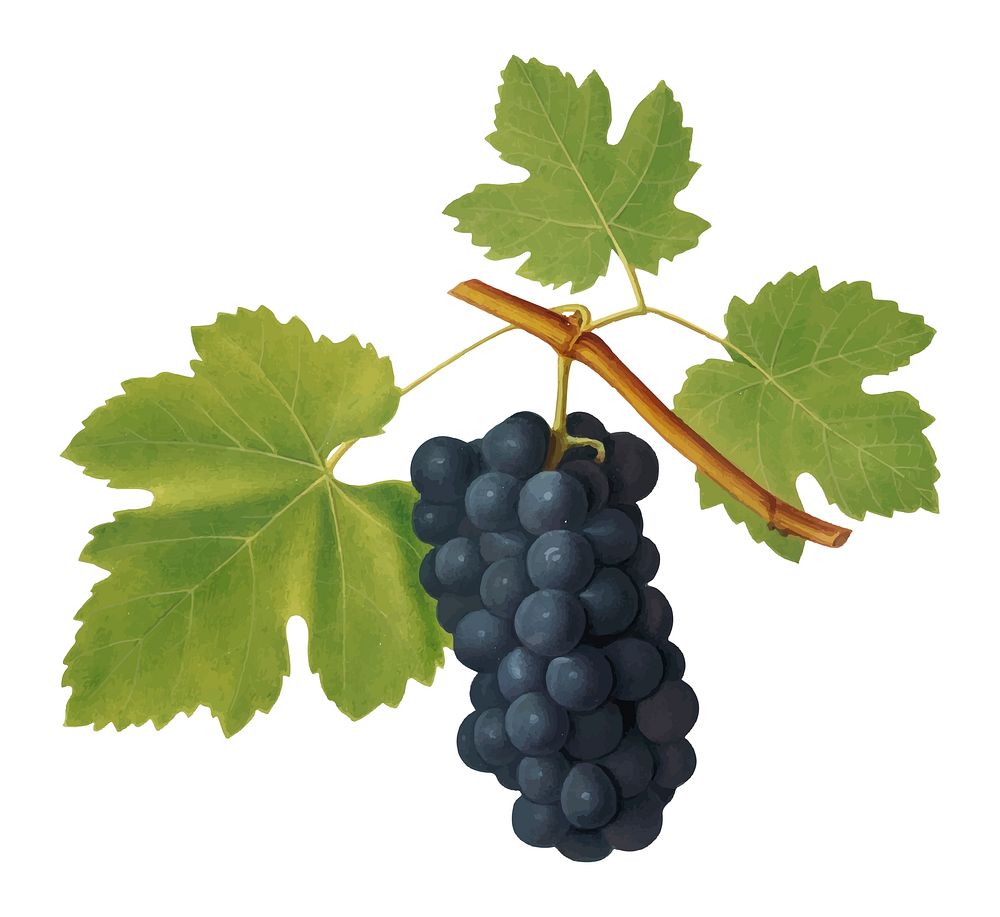 San Colombano grapes from Pomona Italiana (1817 - 1839) by Giorgio Gallesio (1772-1839). Original from New York public…