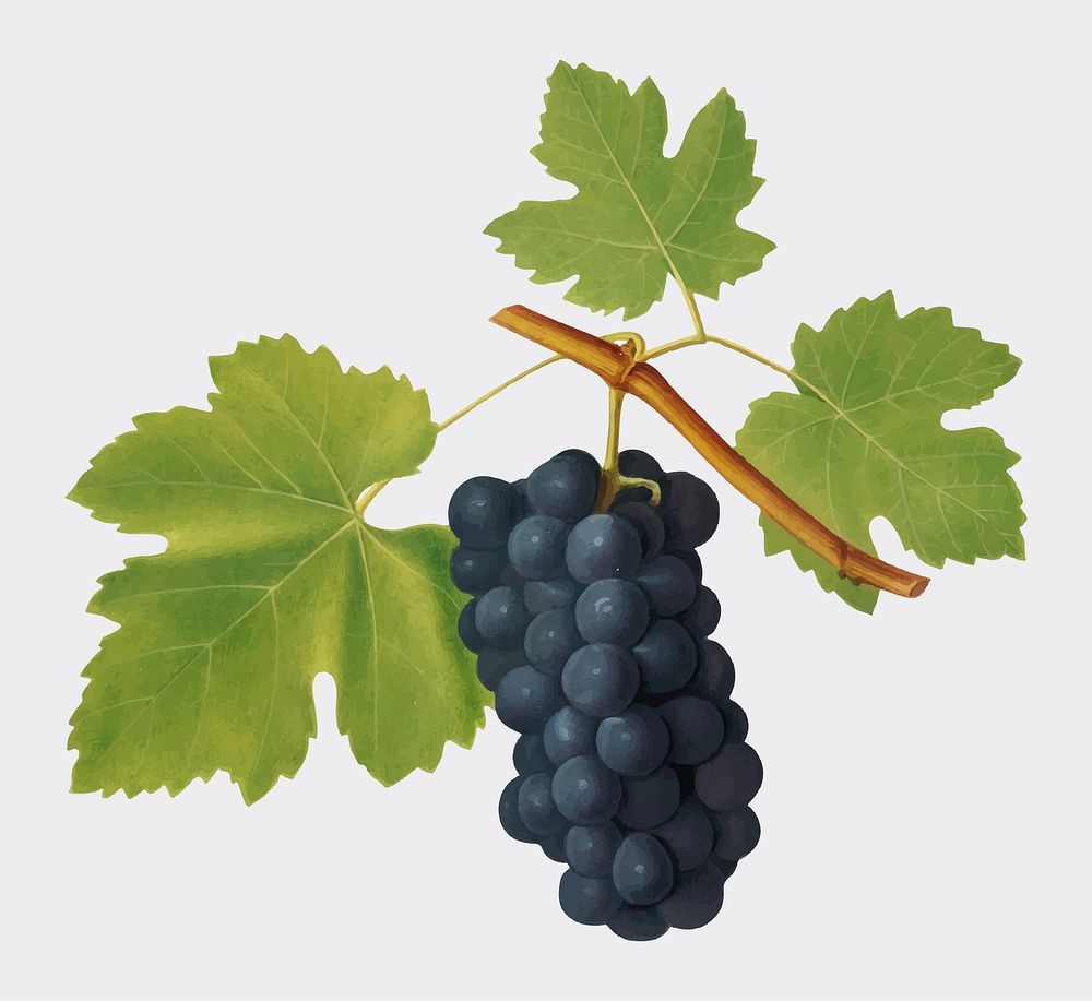 San Colombano grapes from Pomona Italiana illustration