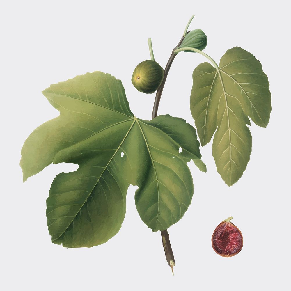 Briansole figs from Pomona Italiana (1817-1839) by Giorgio Gallesio (1772-1839). Original from New York public library.…