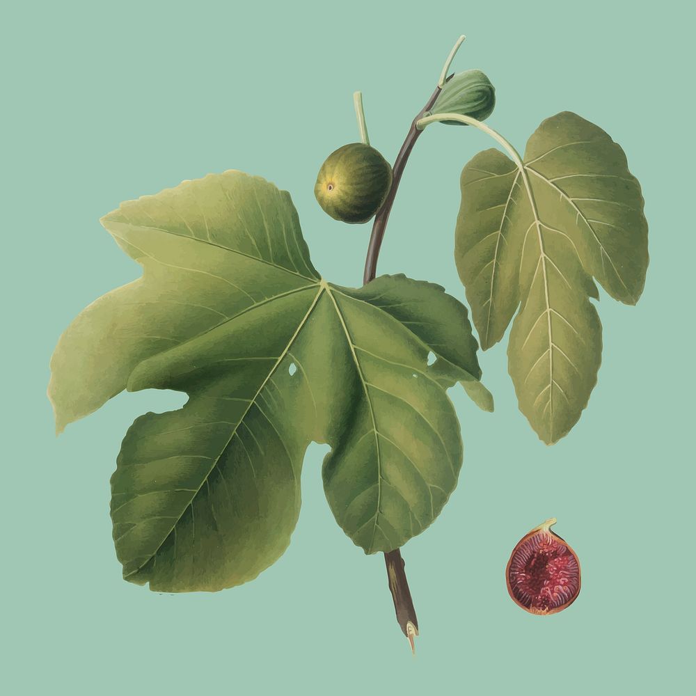 Briansole figs from Pomona Italiana illustration