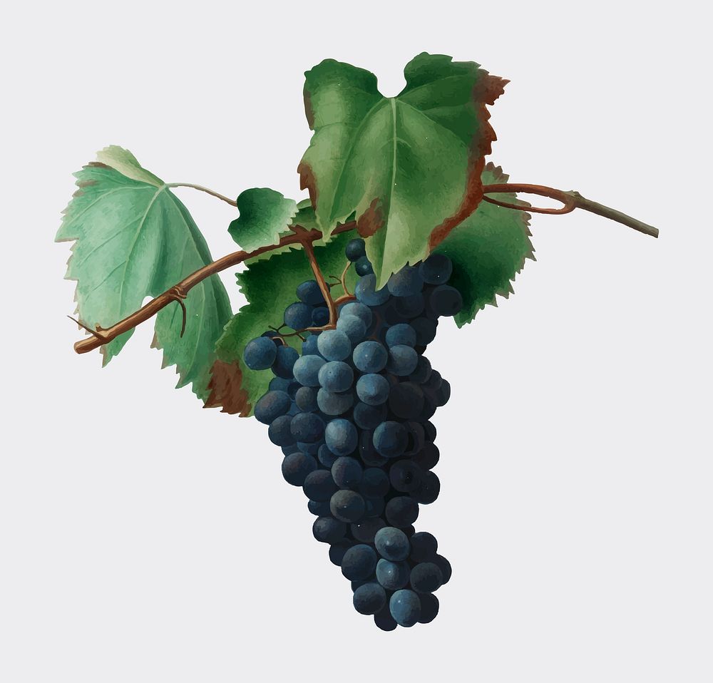 Grape vine from Pomona Italiana illustration