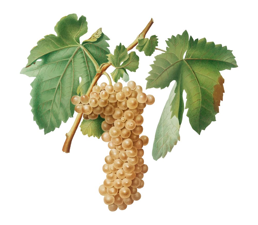 Trebbiano grapes from Pomona Italiana (1817 - 1839) by Giorgio Gallesio (1772-1839). Original from New York public library.…