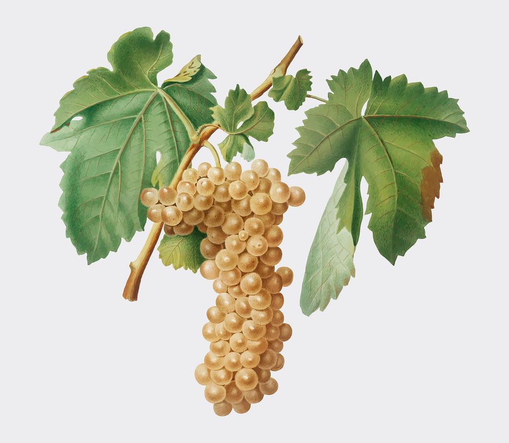 Trebbiano grapes from Pomona Italiana illustration