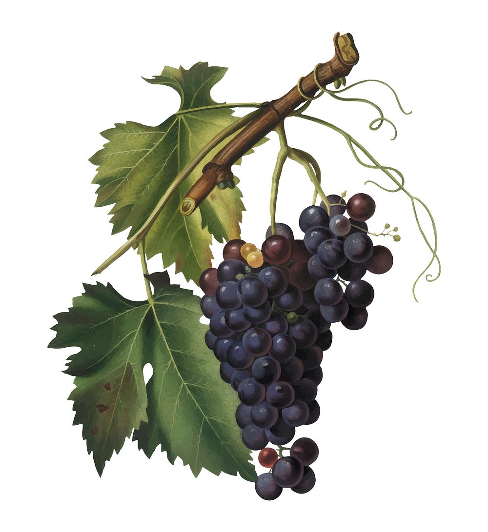 Black grape from Pomona Italiana (1817 - 1839) by Giorgio Gallesio (1772-1839). Original from New York public library.…