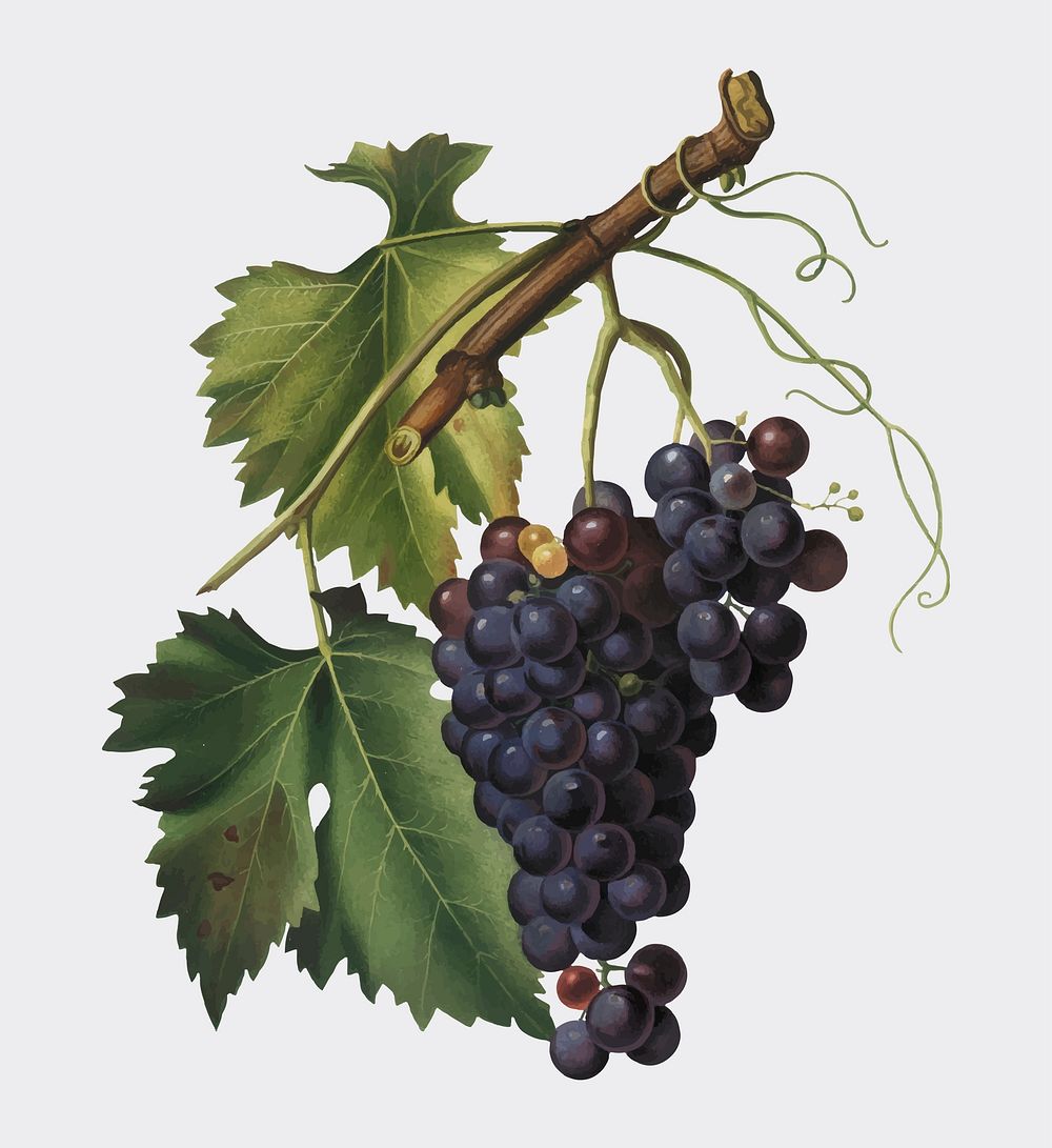 Black grape from Pomona Italiana illustration