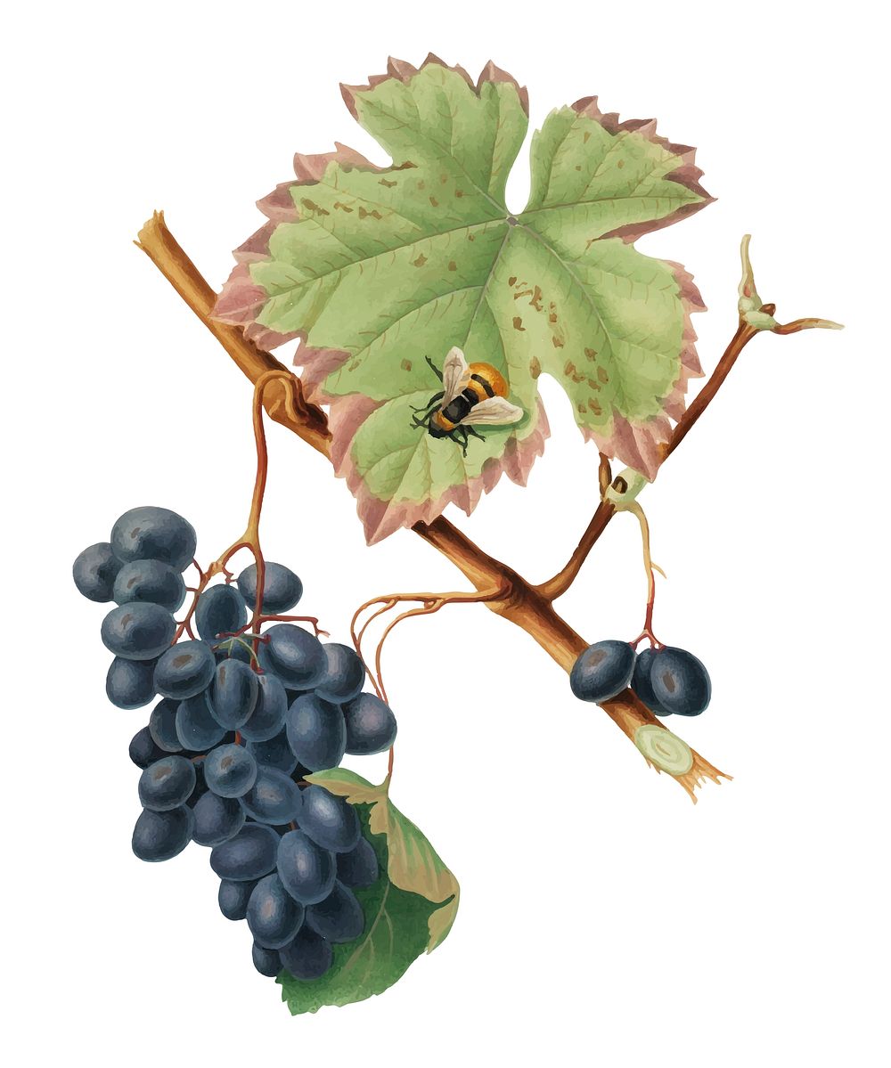 Barbera grape from Pomona Italiana (1817 - 1839) by Giorgio Gallesio (1772-1839). Original from New York public library.…