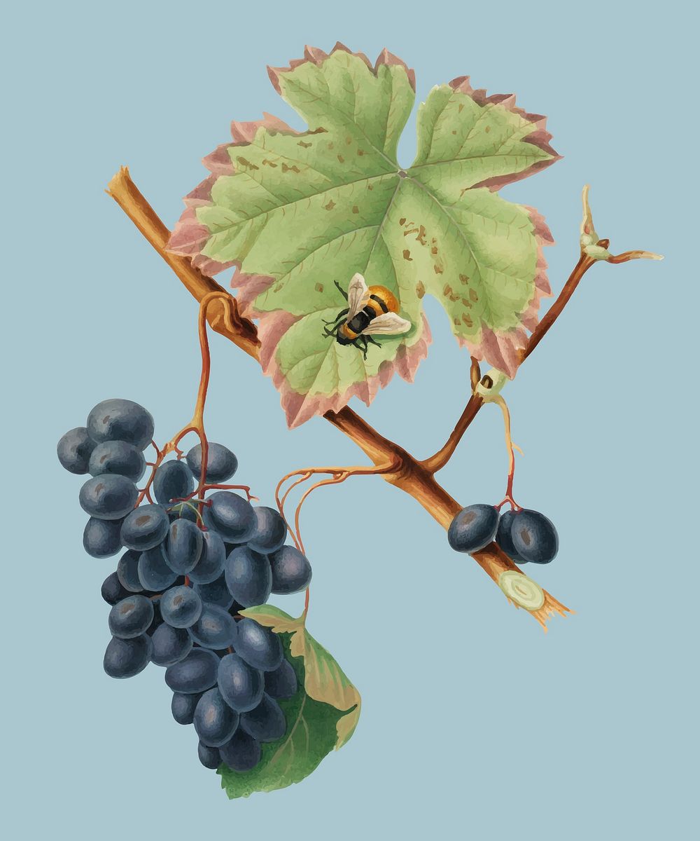 Barbera grape from Pomona Italiana illustration
