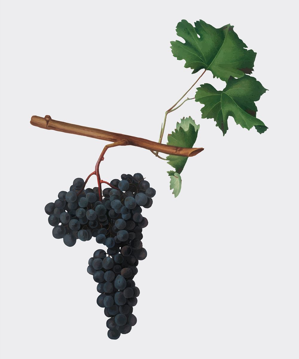 Dolcetto grapes from Pomona Italiana illustration