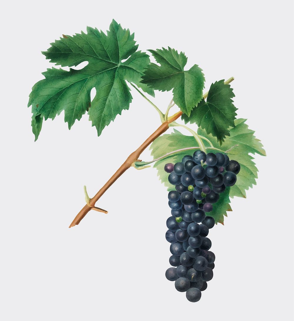 Black Aleatico grape from Pomona Italiana (1817 - 1839) by Giorgio Gallesio (1772-1839). Original from New York public…